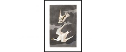 Diving-Birds Wall Art 100cm X 140cm