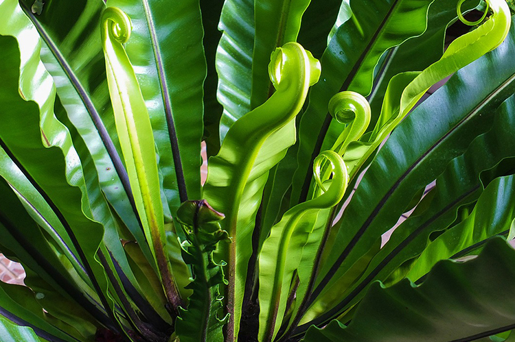 House & Indoor Plants